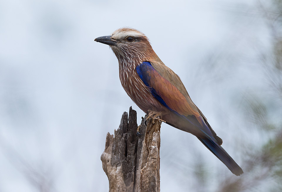 purple roller